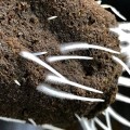 Plant Success Königskrabbe 946 ml – 275 Millionen nützliche Bakterien (1)  Growshop -sklep ogrodniczy we Wrocławiu, Warszawie i Poznaniu
