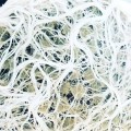 Plant Success Königskrabbe 946 ml – 275 Millionen nützliche Bakterien (1)  Growshop -sklep ogrodniczy we Wrocławiu, Warszawie i Poznaniu