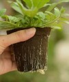 Torfblumentopf 15x13cm  Growshop -sklep ogrodniczy we Wrocławiu, Warszawie i Poznaniu