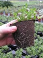 Torfblumentopf 15x13cm  Growshop -sklep ogrodniczy we Wrocławiu, Warszawie i Poznaniu