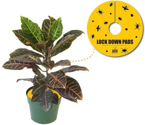 Insektizidfalle 8 Stk. Ø 15 cm - LOCK-DOWN-PADS Growshop -sklep ogrodniczy we Wrocławiu, Warszawie i Poznaniu