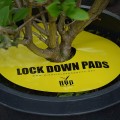 Insektizidfalle 8 Stk. Ø 15 cm - LOCK-DOWN-PADS  Growshop -sklep ogrodniczy we Wrocławiu, Warszawie i Poznaniu