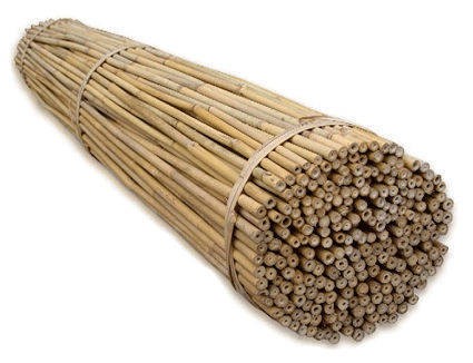 Bambusstangen 10 Stk. 60cm Growshop -sklep ogrodniczy we Wrocławiu, Warszawie i Poznaniu