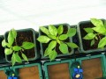 AutoPot Easy2Grow 15L – 4 Töpfe 15L + 47L Tank  Growshop -sklep ogrodniczy we Wrocławiu, Warszawie i Poznaniu