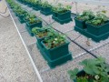 AutoPot Easy2Grow 15L – 4 Töpfe 15L + 47L Tank  Growshop -sklep ogrodniczy we Wrocławiu, Warszawie i Poznaniu