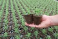 Quadratischer Torfblumentopf 6x6cm  Growshop -sklep ogrodniczy we Wrocławiu, Warszawie i Poznaniu