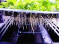 Nährgewächshaus – 80 Setzlinge  Growshop -sklep ogrodniczy we Wrocławiu, Warszawie i Poznaniu