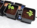 AutoPot 1Pot 15L – 80 Töpfe + 750L flexibler Tank  Growshop -sklep ogrodniczy we Wrocławiu, Warszawie i Poznaniu